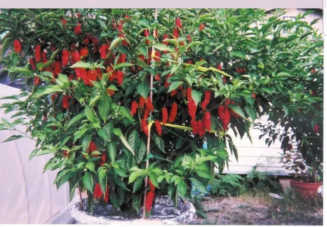 Chilli Pepper Red Bhut Jolokia  Ghost Chilli Seeds 100% GENUINE, UK SELLER 3