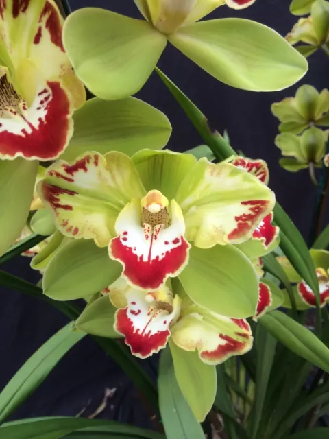 Cymbidium Orchid Vidar 'Harlequin' 100mm pot