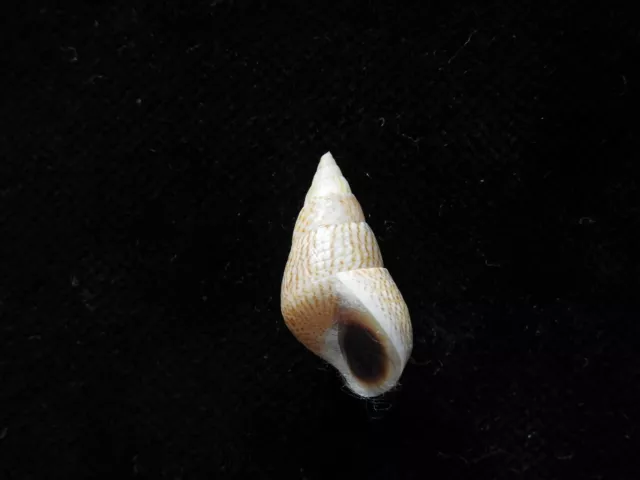 Sea Shell Littoraria melanostoma 23.8mm ID#5087 3