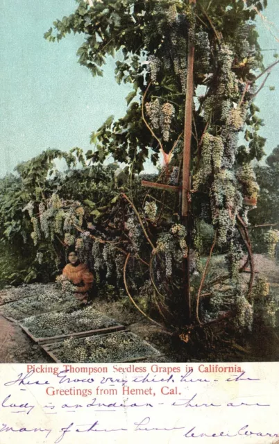 Vintage Postcard 1906 Picking Thompson Seedless Grapes in Hemet California