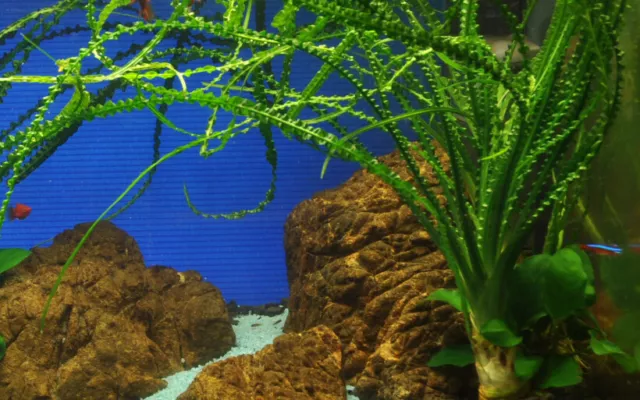 GRAINES DE PLANTES D'aquarium Tapis Aquatique À Double Feuille Herbe D'eau  ✿ EUR 2,50 - PicClick FR