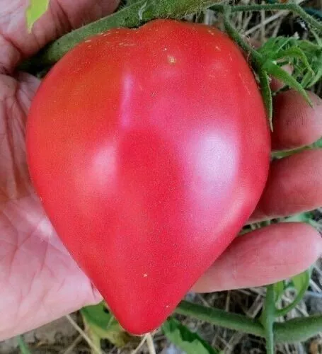 50 graines tomate Bio coeur de boeuf bio  véritable de mon jardin en bretagne i