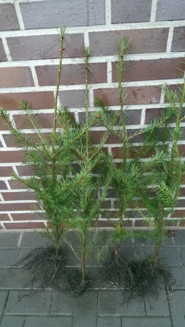 1st. Pseudotsuga menziesii viridis Douglasien 40-70cm Forstpflanzen Wurzelware