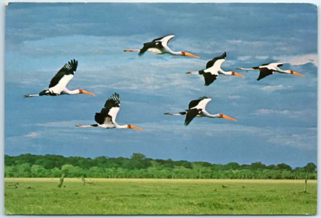 Postcard - Wood Ibis (Ibis Ibis) - Lake Manyara National Park, Tanzania, Africa