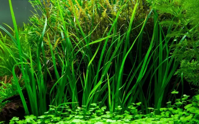 Aquarium Plante Cyperus Helferi Plantes Aquatiques Tropica Pot De Nr.133A