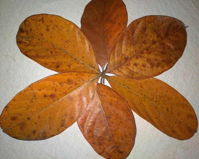 DRIED JACK FRUIT LEAVES Organic Bio Film Shrimp Aquarium Ceylon Natural50+10Free