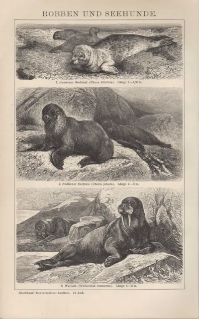 Lithografie 1898: ROBBEN UND SEEHUNDE. Rüsselrobbe Seebär Walroß Seehund