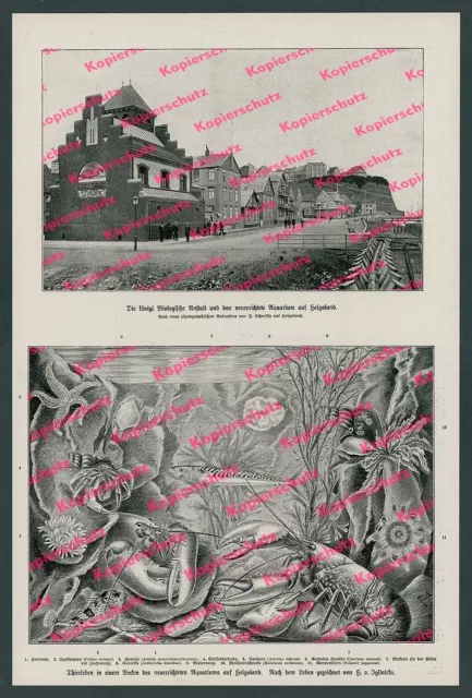 Franz Schensky Helgoland kgl Biologische Anstalt BAH Aquarium Nordsee Fauna 1902