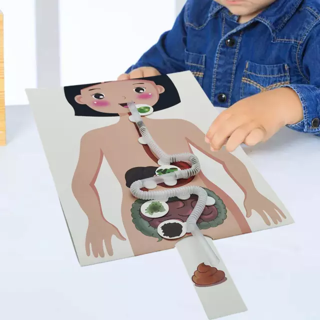 Human Digestive System, 3D Puzzle Teaching Model, Human Body Parts Educational