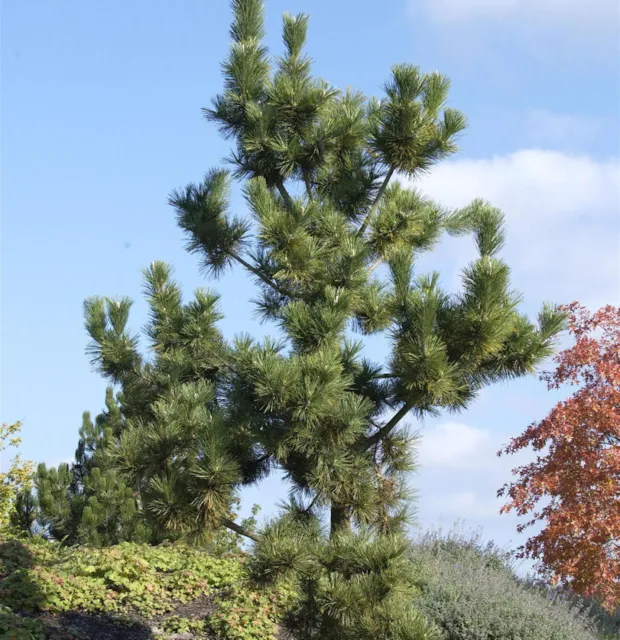 Japanische Schwarzkiefer 40-60cm - Pinus thunbergii