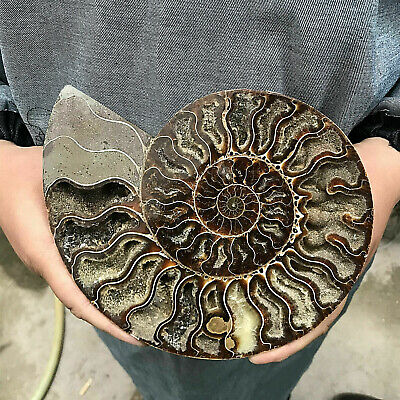 200G+ Natural ammonite fossil conch crystal specimen healing care+Bracket