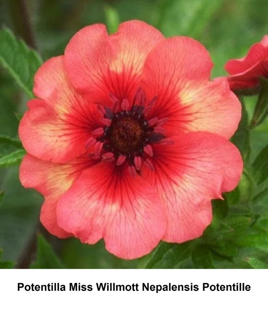 SEED POTENTILLA NEPALENSIS Miss Willmott Awesome Nepalese Cinquefoil