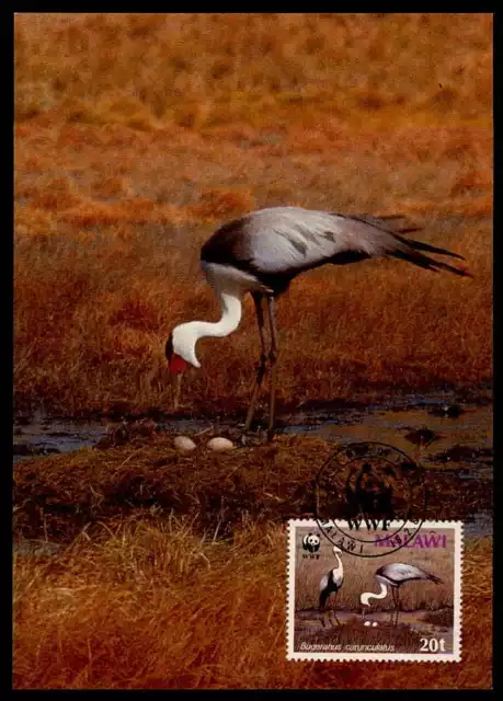 MALAWI MK VÖGEL KRANICH BIRDS CRANE GRUE MAXIMUMKARTE MAXIMUM CARD MC CM m888
