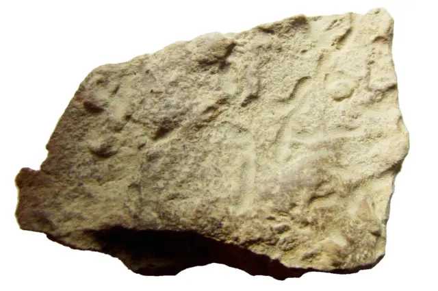 Fósil de agujas de hoja de pino (pinaza) Mediterráneo 20 grs