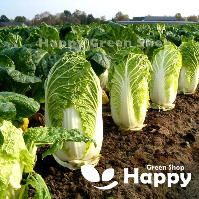 VEGETABLE SEEDS CHINESE CABBAGE - HILTON - 400 seeds -  Brassica rapa