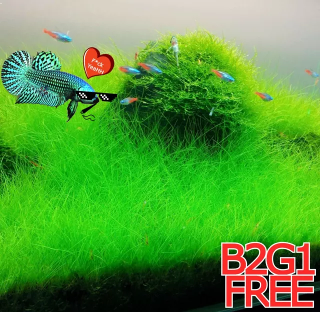 NEW LIVE AQUARIUM PLANT Seeds Fish Tank Water Grass Ground Covering Plants