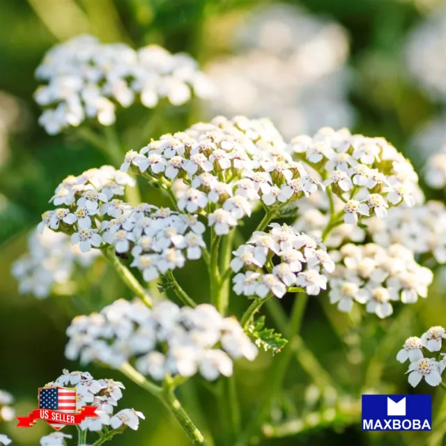 Achillea Seeds - White Yarrow Non-GMO / Heirloom Herb Garden Fresh