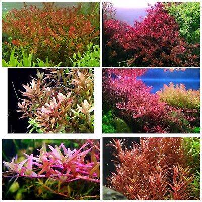 6 Species Of Rotala!! Live Aquarium Plants beautiful plant FREE S/H!!! 50 Stems