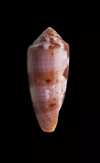 SHELL CONCHIGLIA CONUS CIRCUMCISUS mm.60,5 PHILIPPINES