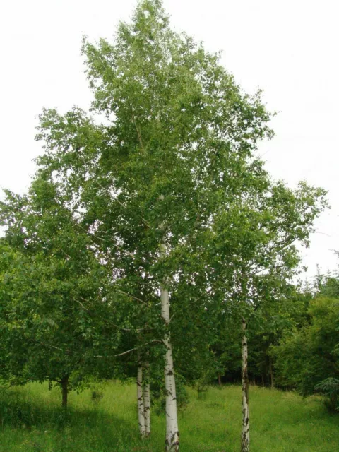 Silver Birch - Betula pendula - 500+ seeds - Semillas - Graines - Samen W 103