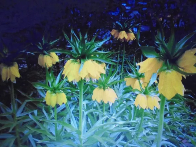 Gelbe Kaiserkronen, 25 Samen; Fritilarira Imperialis Lutea Maxima