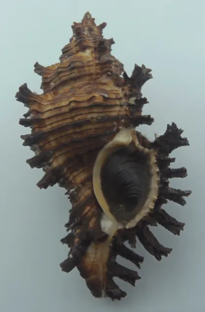 Seashell Firebrand murex Chicoreus torrefactus