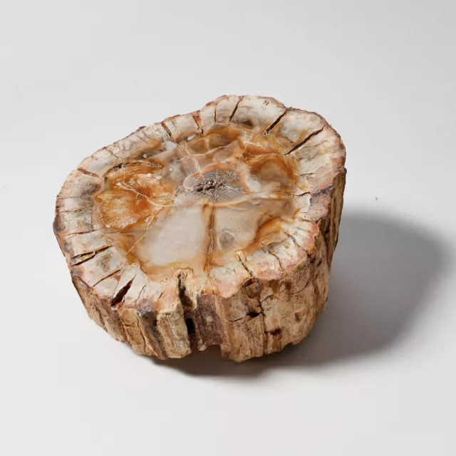 Finest Quality Extra Large Fossil Wood Chunk Petrified Wood Madagascar 1.36KG UK