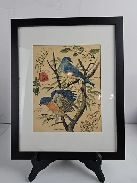 Unframed Vintage Arthur Singer 9” x 12” Bird Prints Unframed No. 2