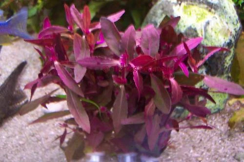 3 Bund Rote Pflanzen Aquarium Aquariumpflanzen Pflanze Wasserpflanzen