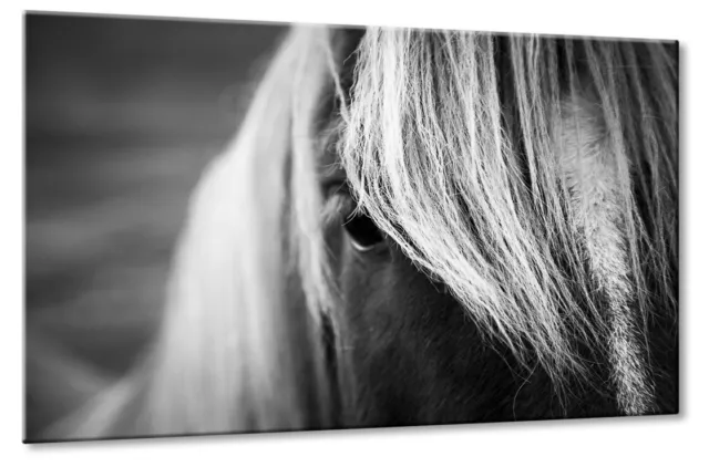 Leinwand Bild Island Isländer Pferde Mähne Fell Portrait Blick Auge Schwarzweiss