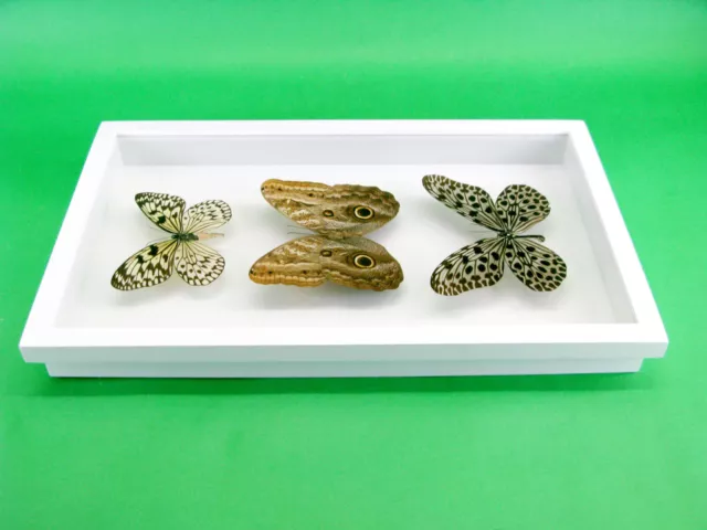 3 real beautiful and huge butterflies in the XXl showcase - single piece - 29 9