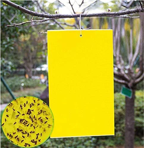 20 Count Dual Yellow Sticky Traps 8" X 6" Set for Flying Plant Insect Whiteflies