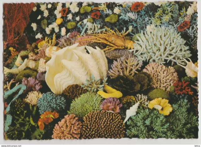 Australia QUEENSLAND QLD  Coral GREAT BARRIER REEF Murray Views W363 postcard 70