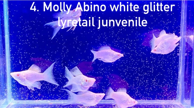 1 TRIO - Molly Fish Platinum White Lyretail - USA Local Breeder