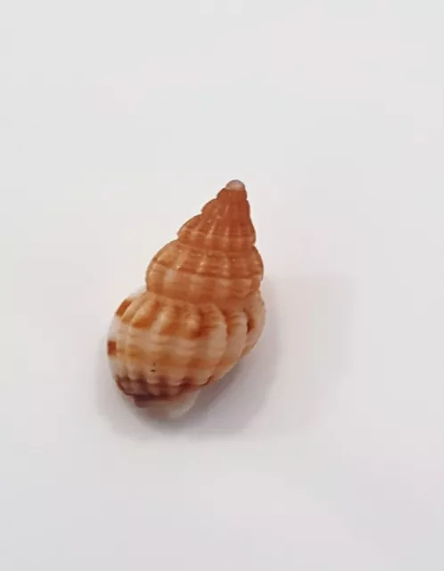 NASSARIUM INCRASSATUM  mediterranean  SHELL !!