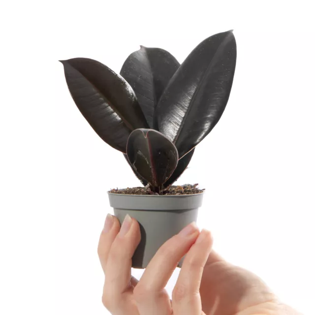 Baby Rubber Plant Ficus Robusta Small Indoor Air Purifying Houseplant 6cm Pot