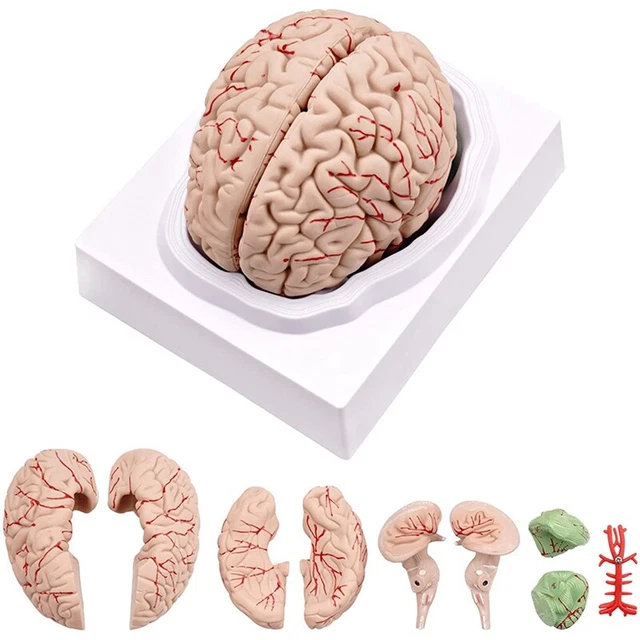 HUMAN BRAIN, SIZE Human Brain Anatomy Model with Display Base, for ...