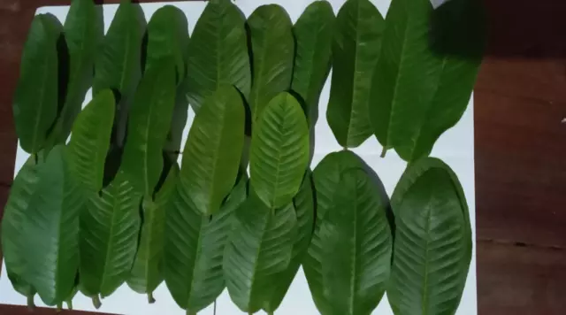 Dried Guava Leaves 100% Organic Fresh Hojas de Guayaba Guayabo Psidium Guajava