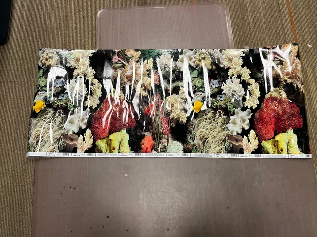 Marina Double Sided Aquarium Background, Marine Reef/Coral Scenes