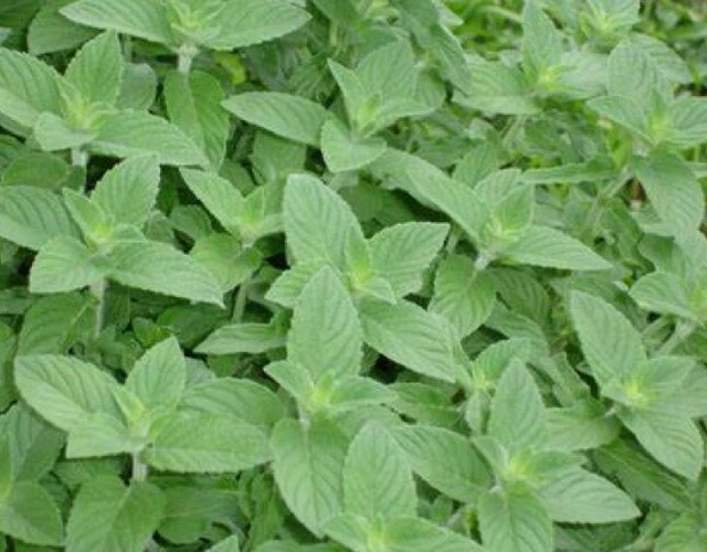 Lemon Mint Seeds - Non-GMO - 100 Herb Seeds - Free Shipping