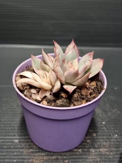 Echeveria Moon Godess        ***(((NEW)))***