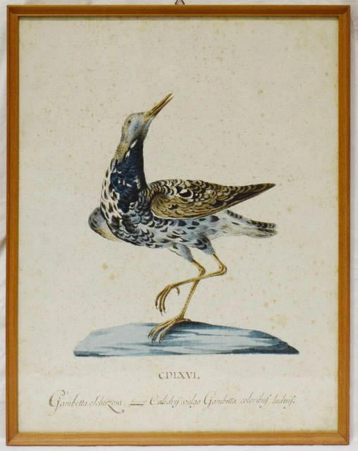 DIPINTO WATERCOLOR PAINTING ACQUARELLO su carta  "GAMBETTA SCHERZOSA " 1700