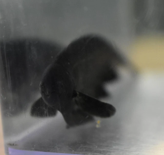 Live Black Ghost Knife Fish (3" Freshwater Aquarium Fish) *PLS READ DESCR* 5