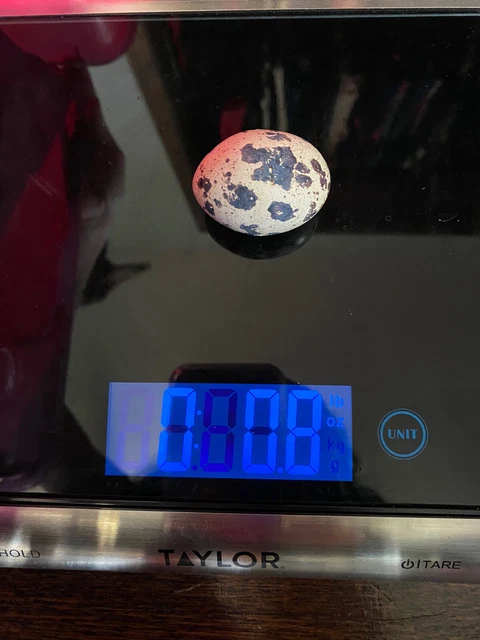 JUMBO PHARAOH COTURNIX Hatching Eggs And Jumbo Italian Quail Hatching