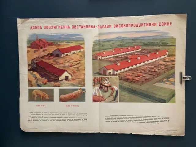 1950's Educational Poster Pig's Animal Farm Agricultural Exhibition FREE POSTAGE