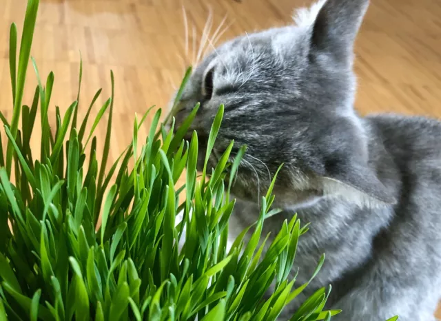 5000 Samen Katzengras Knabbergras für Katzen Grünfutter Gras Verdauungshilfe 😻