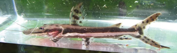 3" Tiger Shovelnose Catfish Live Freshwater Aquarium Fish