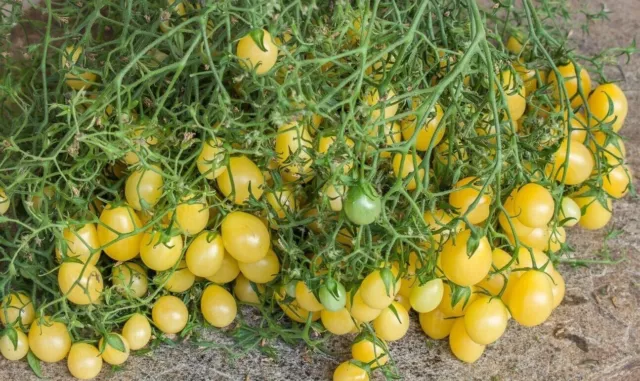 Tempete de Sable Tomato - Cherry tomato from Belgium - 10+ Seeds - Graines P 476