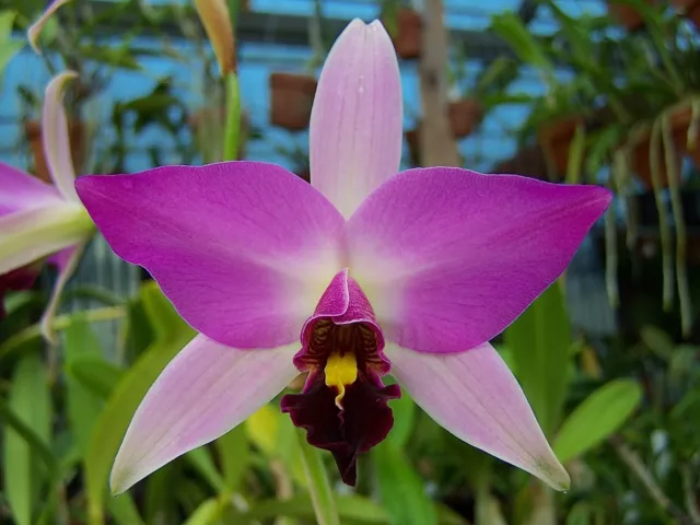 Laelia anceps guerrero JOYCE x alba PALMERS orchid BLOOM SIZE cattleya