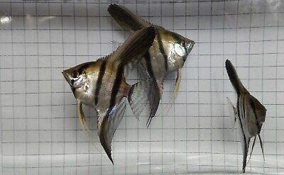 Angel Fish large (size of tennis ball)